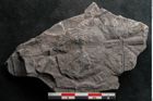 Foto (Detailansicht) von Sphenopteris haidingeri Ettingshausen (NHMW-GEO-2024-0188-10809)